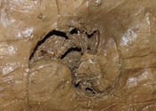Ammonit in der Haugenlochhöhle